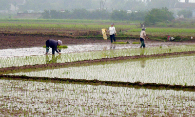 Yên Mỹ Mở rộng diện tích lúa chất lượng cao trong vụ xuân 2010